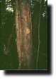 Albero con
nido di picchio rosso
(Foto: 587-191002-7)
(30226 bytes)
