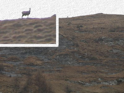 Un camoscio ci osserva
(34602 bytes)